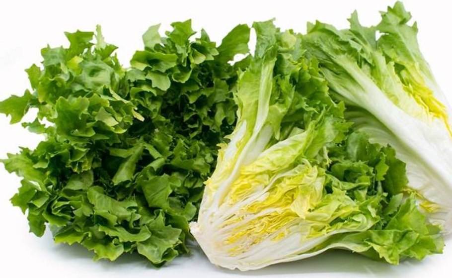 Цикорий салатный Витлуф