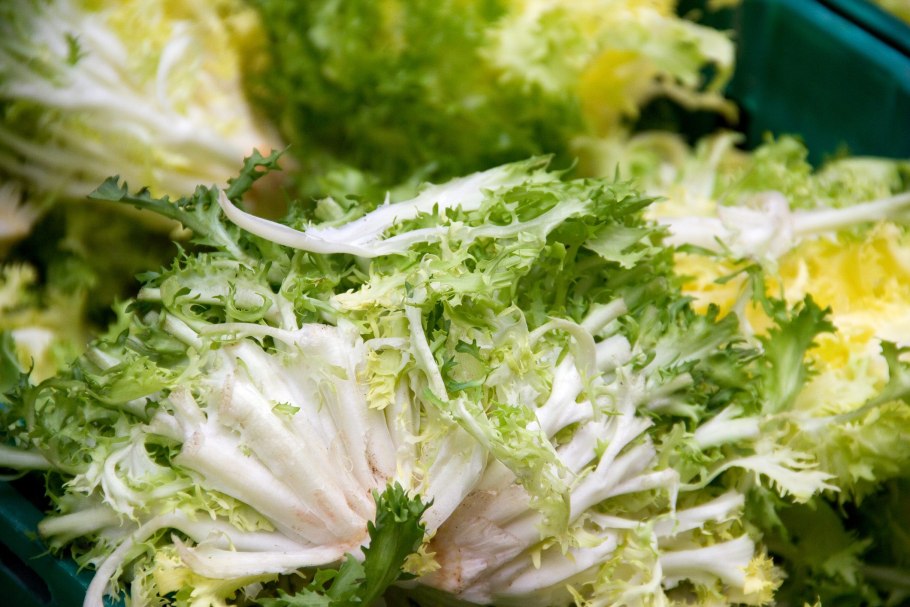 Эндивий весенний