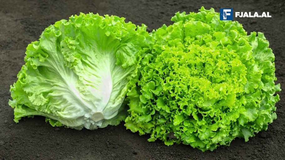 Цикорий курчавый эндивий