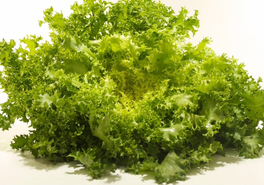 Салат латук эндивий