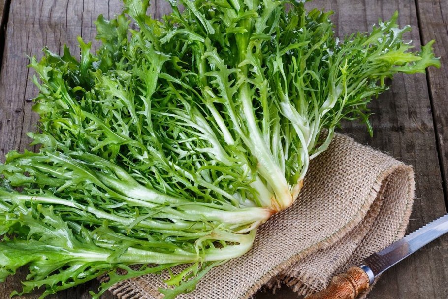 Цикорий салатный эндивий