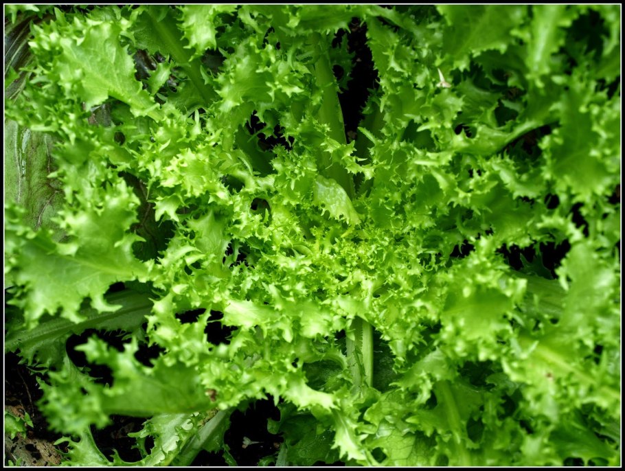 Листья эндивия