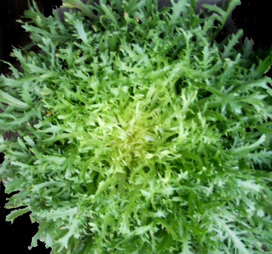 Эндивий Бекеле