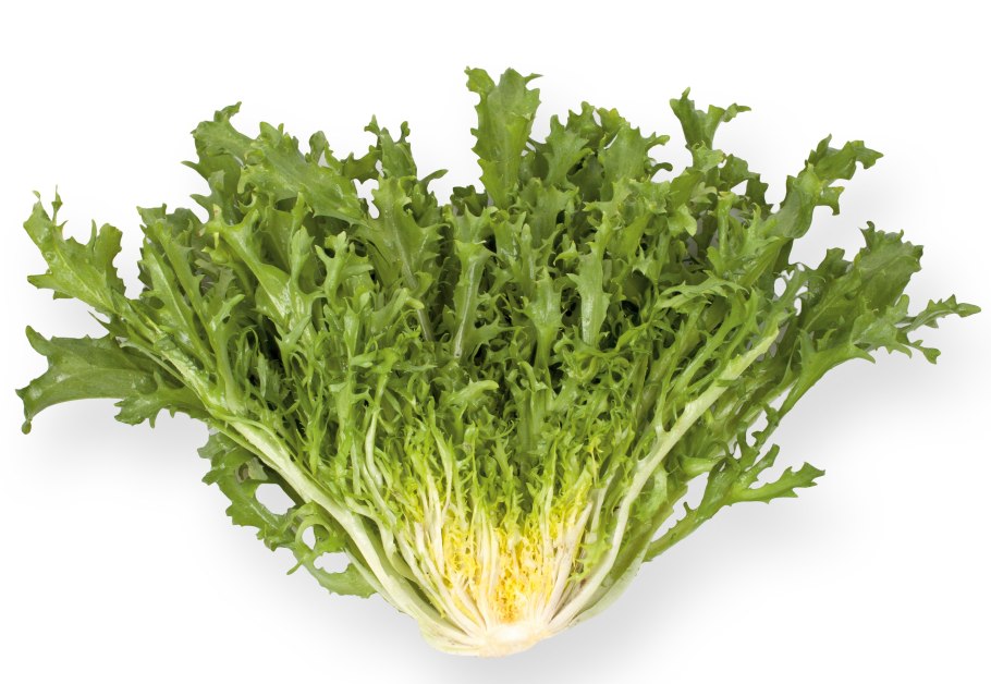 Эндивий Кучерявец