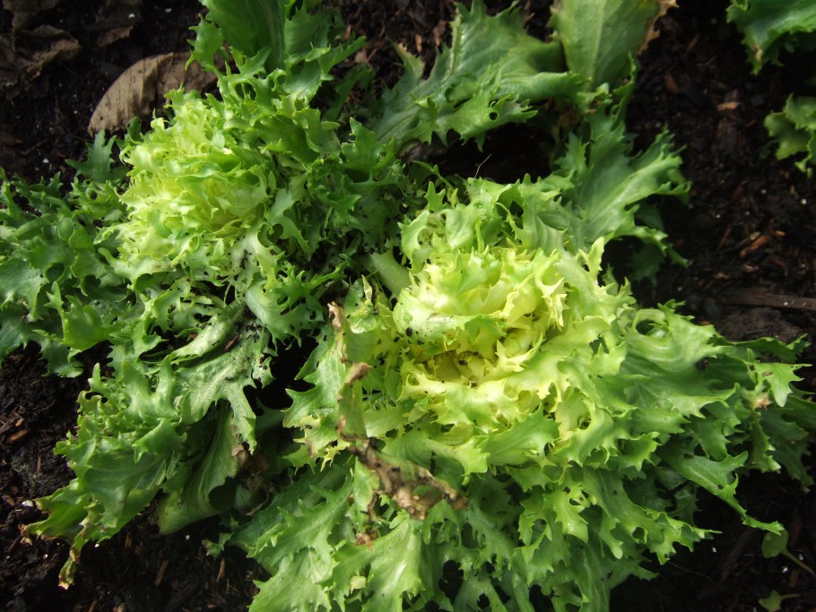 Эндивий Королевский