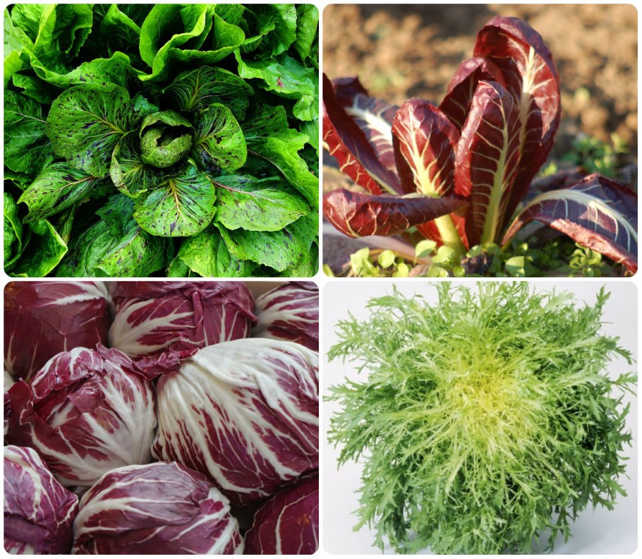 Эндивий эскариол