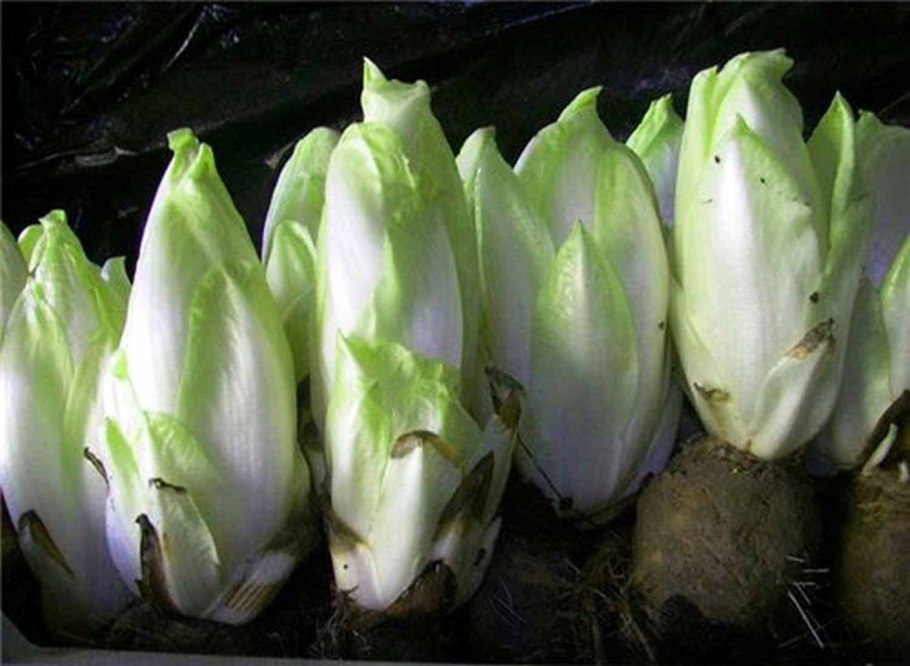 Цикорий эндивий