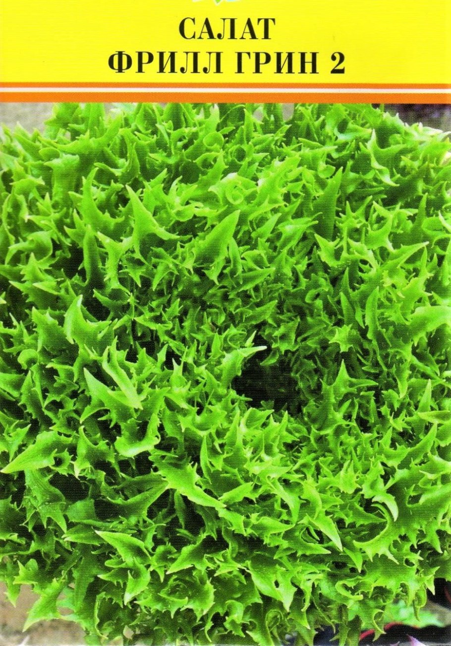 Широколистный эндивий эскариол