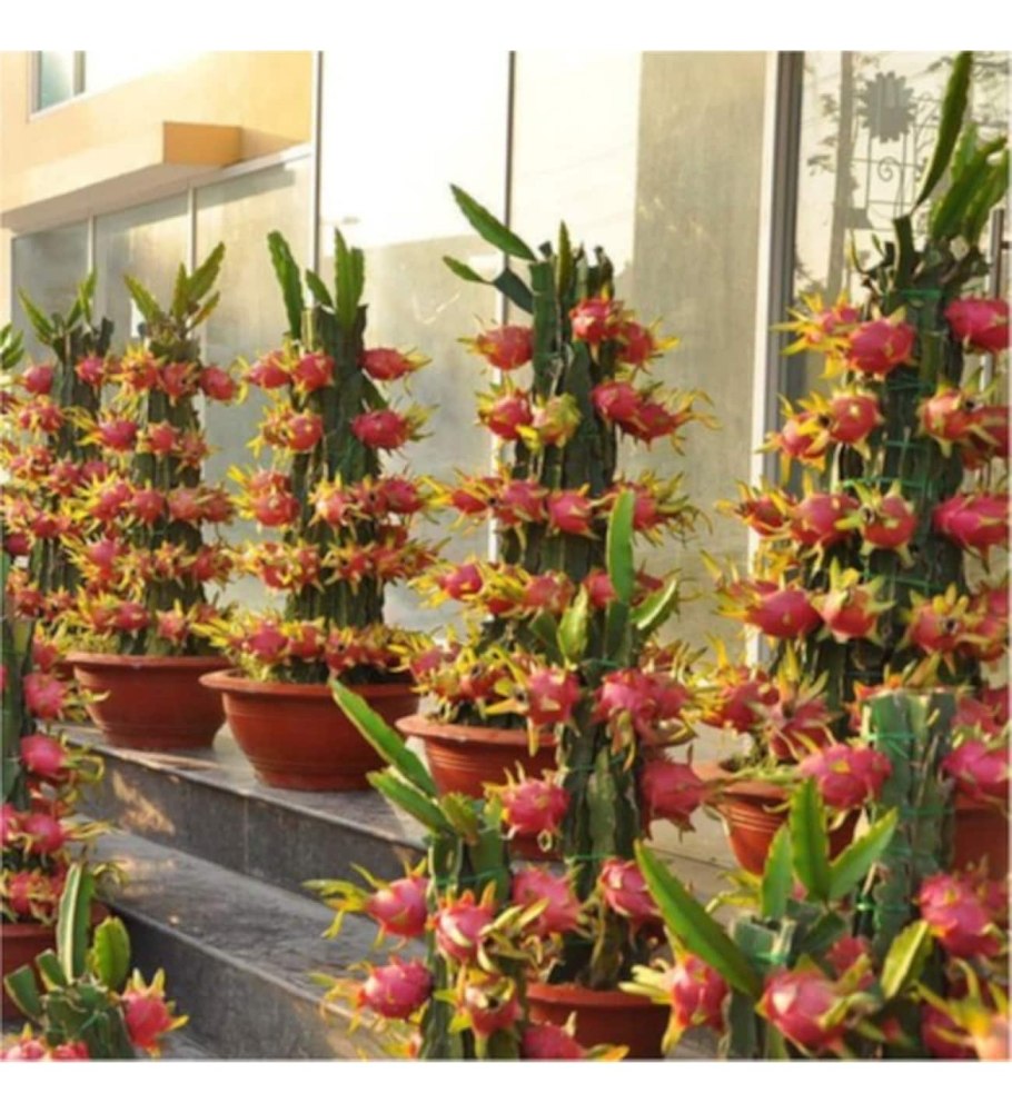 Цветок сердце дракона питахайя