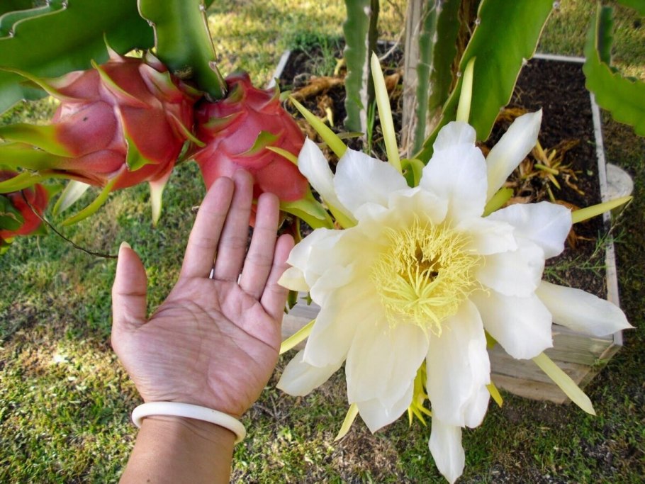 Питахайя цветет