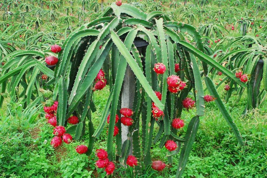 Питахайя Кактус