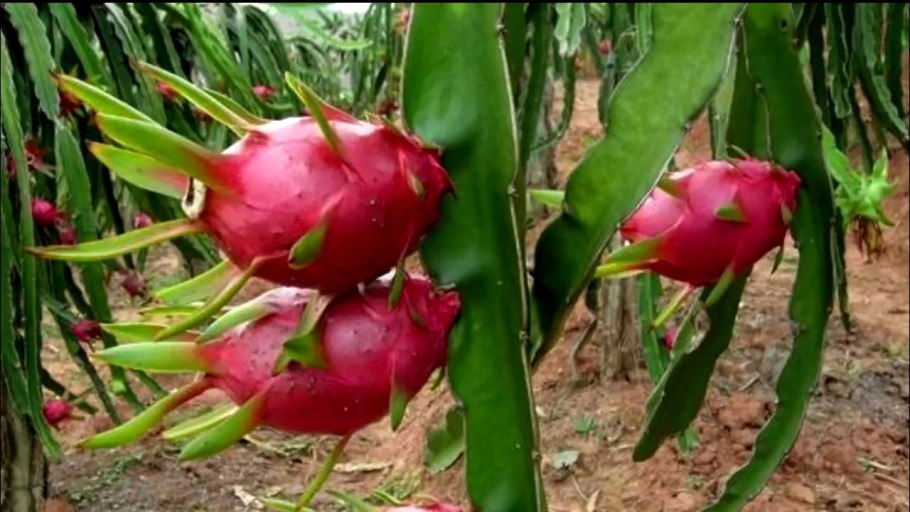 Семена кактуса питайя (Hylocereus undatus)