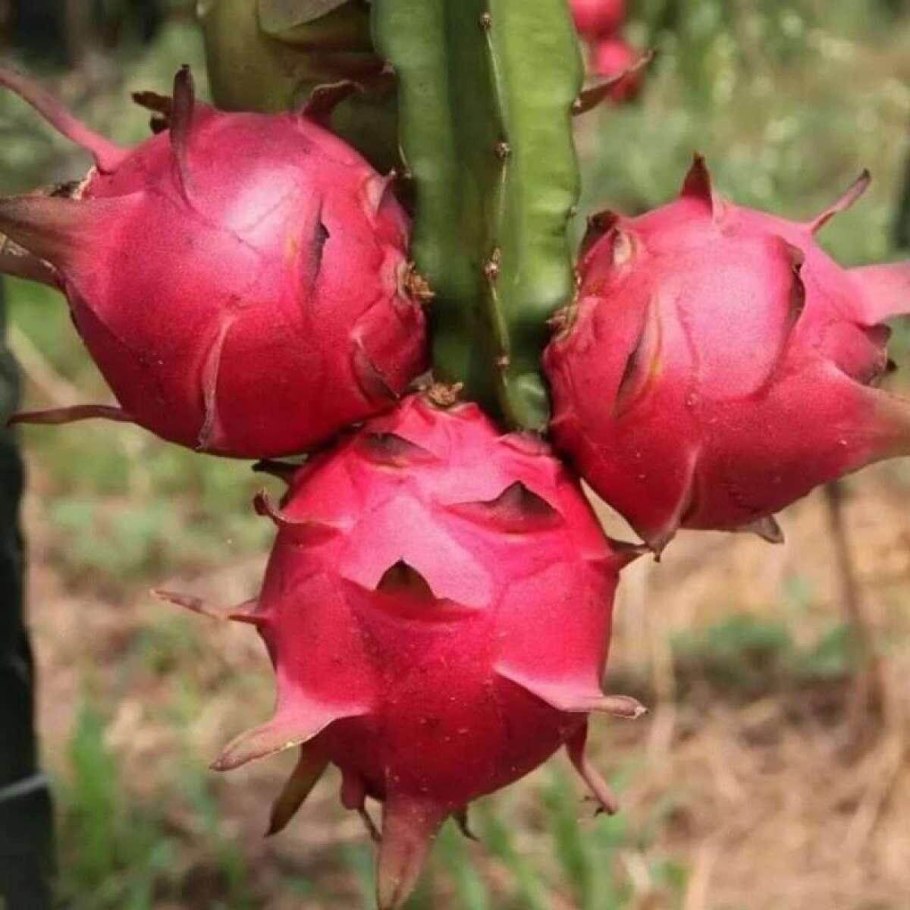 Питайя растение