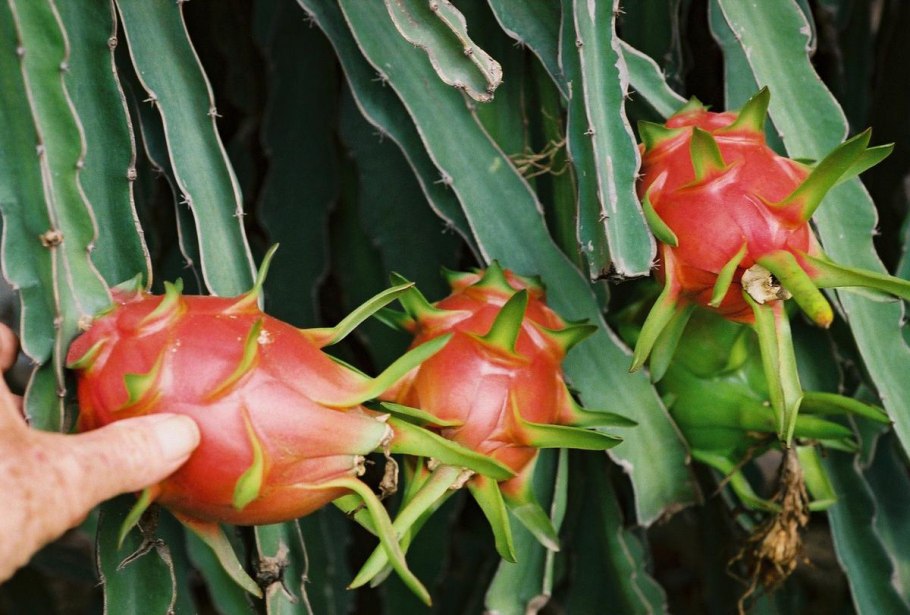 Питахайя Кактус Росток