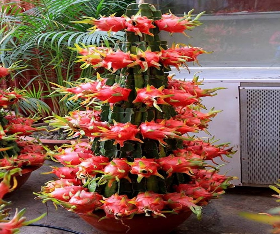 Питахайя растение