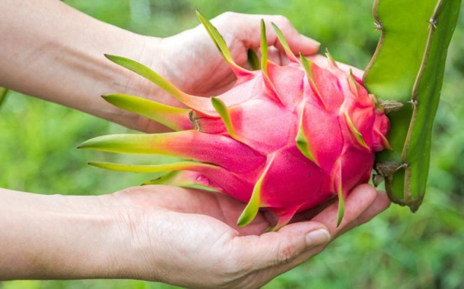 Съедобный Кактус питахайя