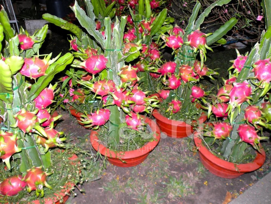 Питахайя Кактус