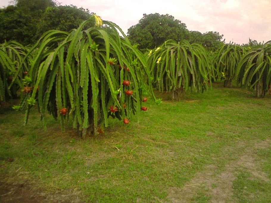 Питахайя дерево