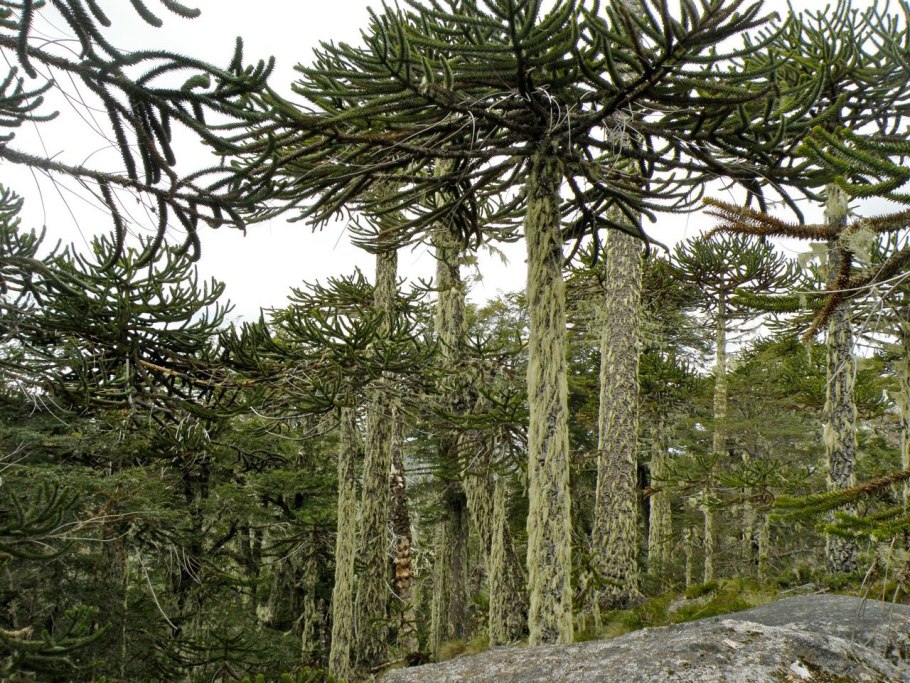 Араукария разнолистная (Норфолкская сосна)