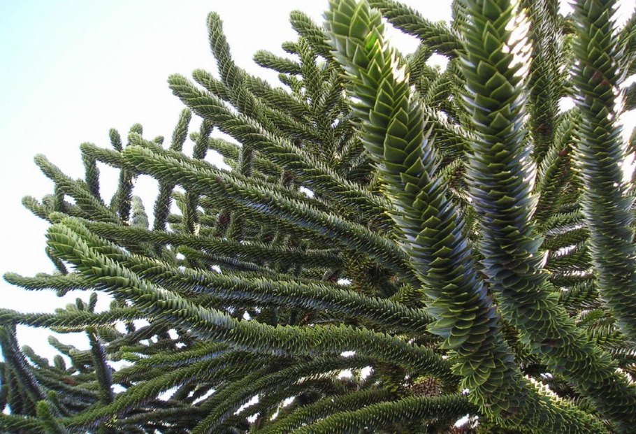 Араукария колонновидная