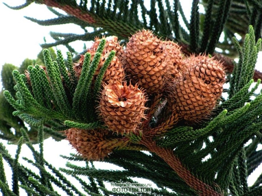 Араукария мезозой