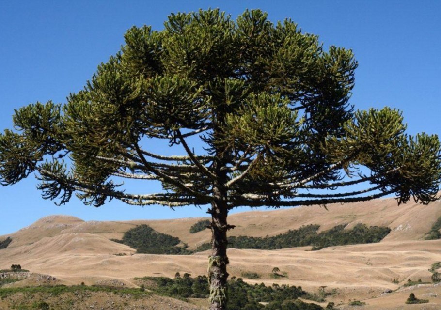 Араукария Араукана