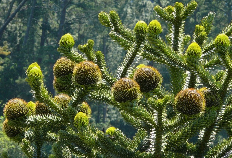 Араукария Чилийская Araucaria Araucana