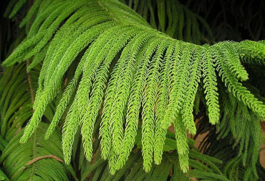 Араукария колонновидная