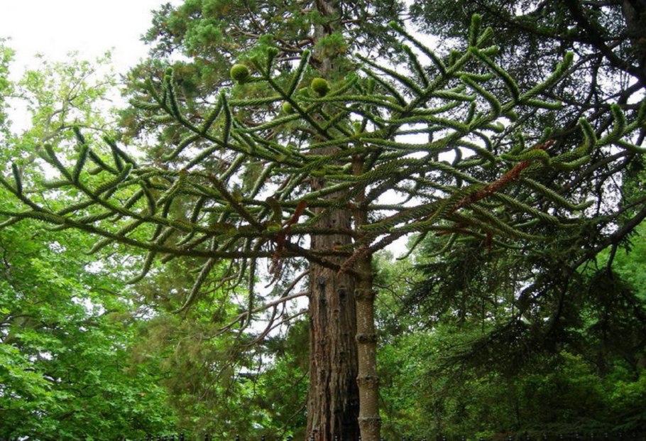 Араукания дерево