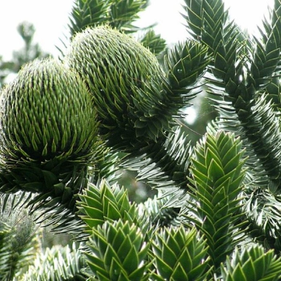 Араукария Чилийская Araucaria Araucana
