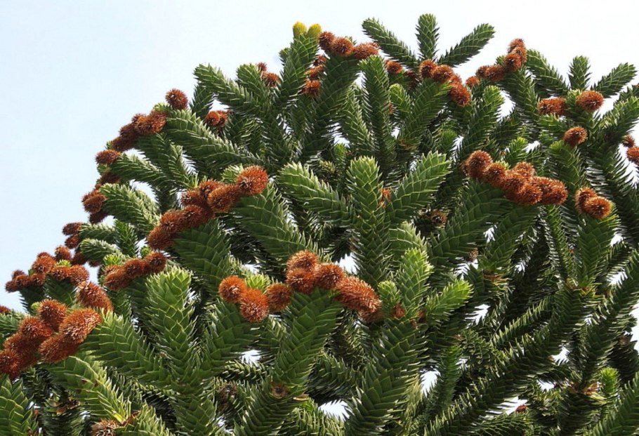 Араукария разнолистная Araucaria heterophylla