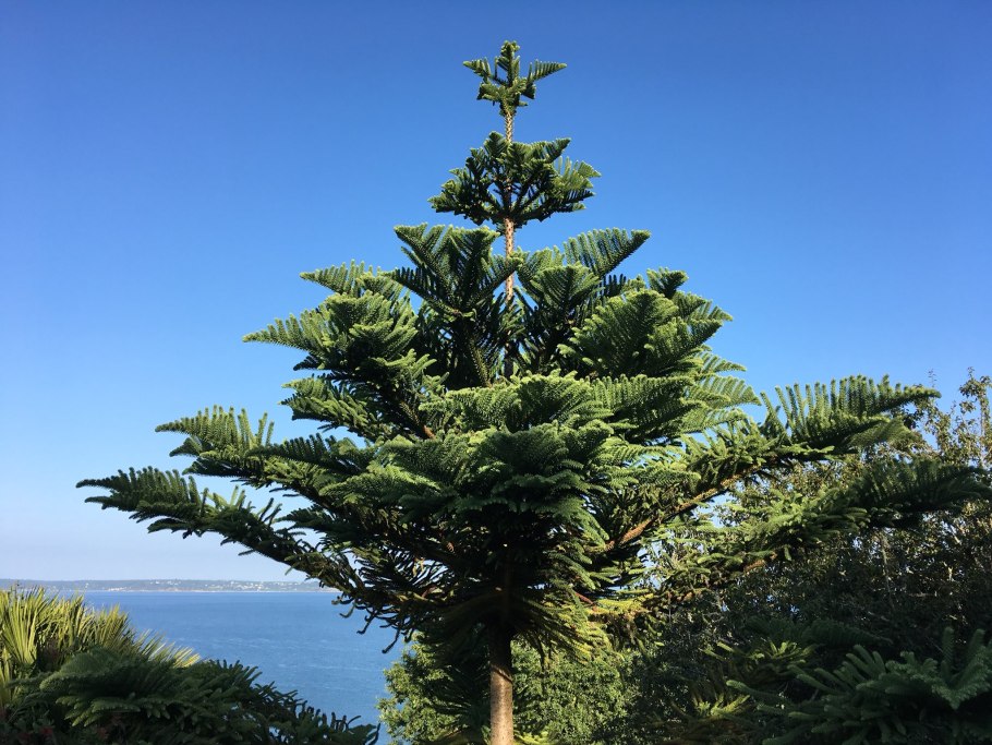 Араукария Чилийская