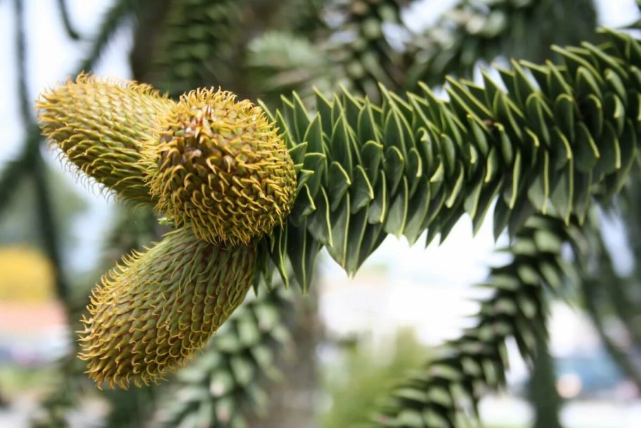 Араукария столбчатая