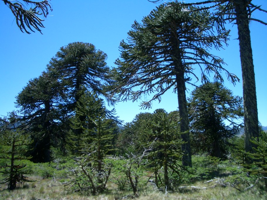 Чилийская сосна араукария Чилийская