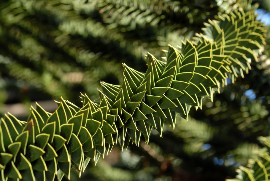 Араукариевые леса Чили