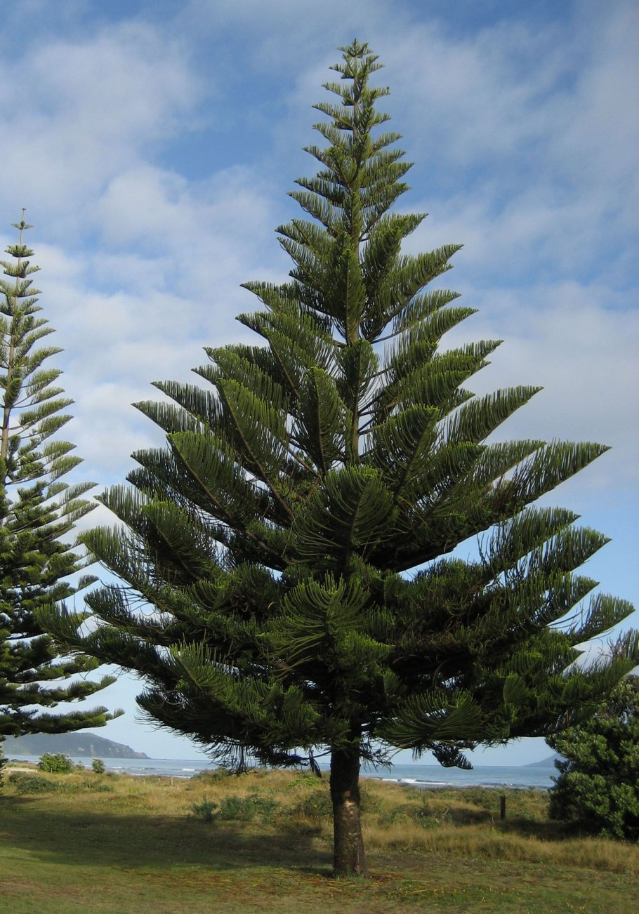 Араукария Чилийская