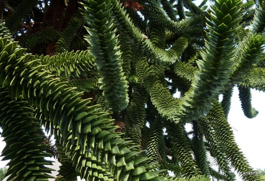 Араукария Бидвилла