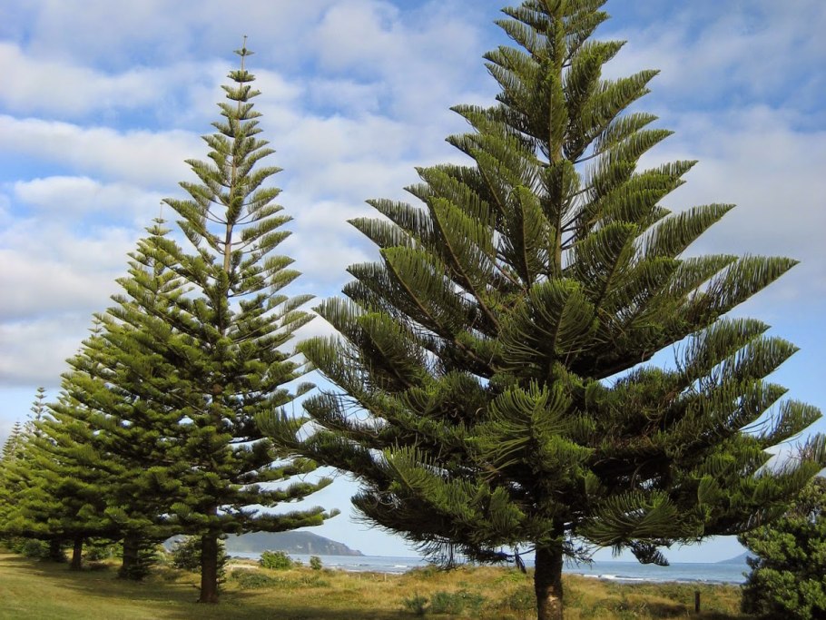 Араукария Monkey Tree
