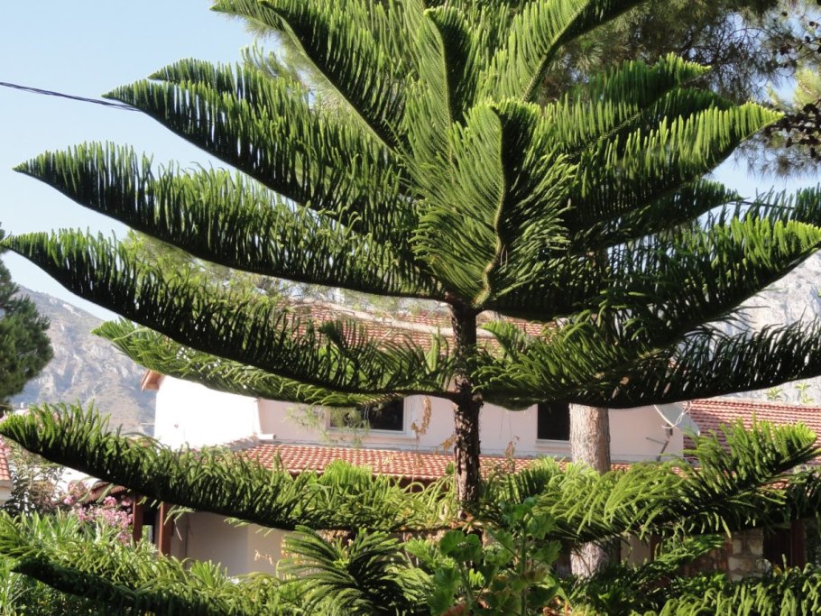 Араукария Кука