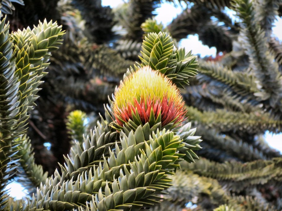 Араукария Чилийская