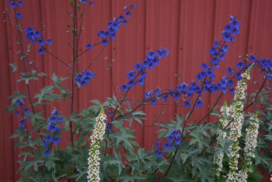 Delphinium grandiflorum