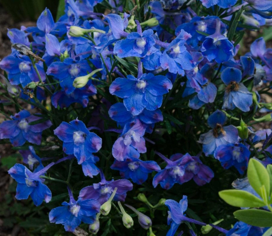 Дельфиниум грандифлора