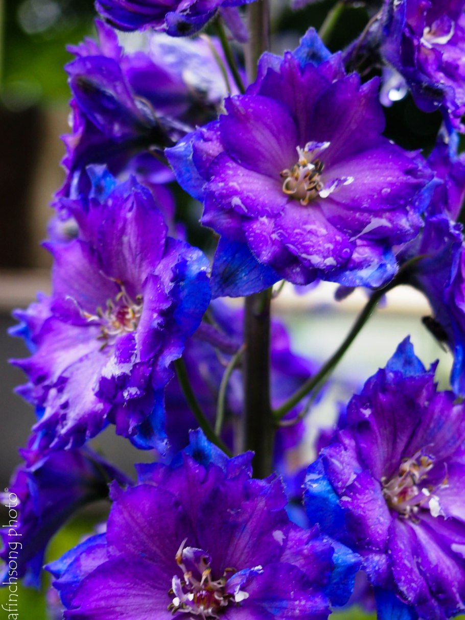 Живокость редкоцветковая