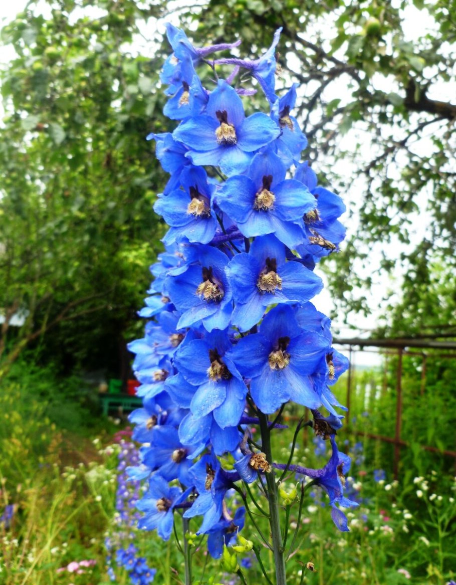 Дельфиниум грандифлора саммер