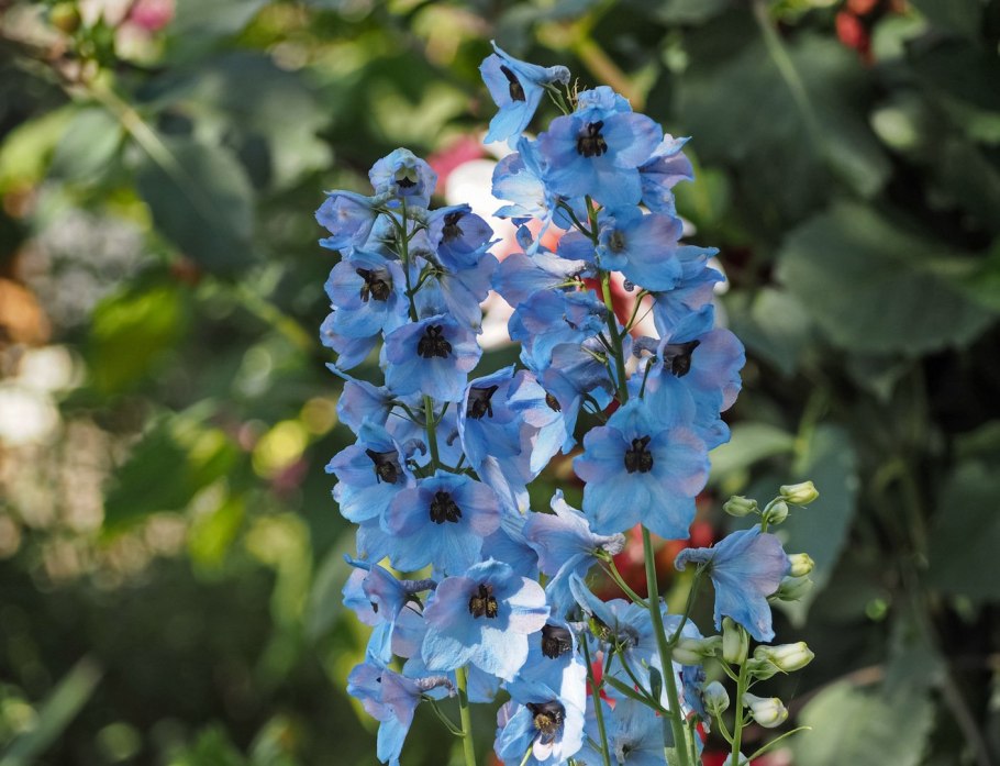 Дельфиниум Блу Диамант