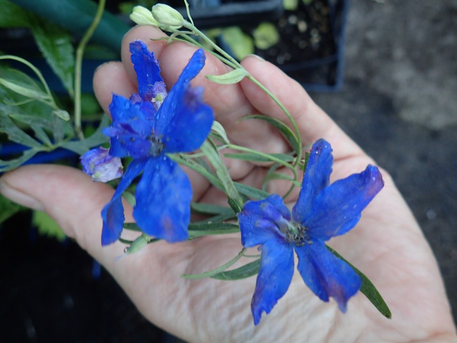 Дельфиниум Королевский шпиль