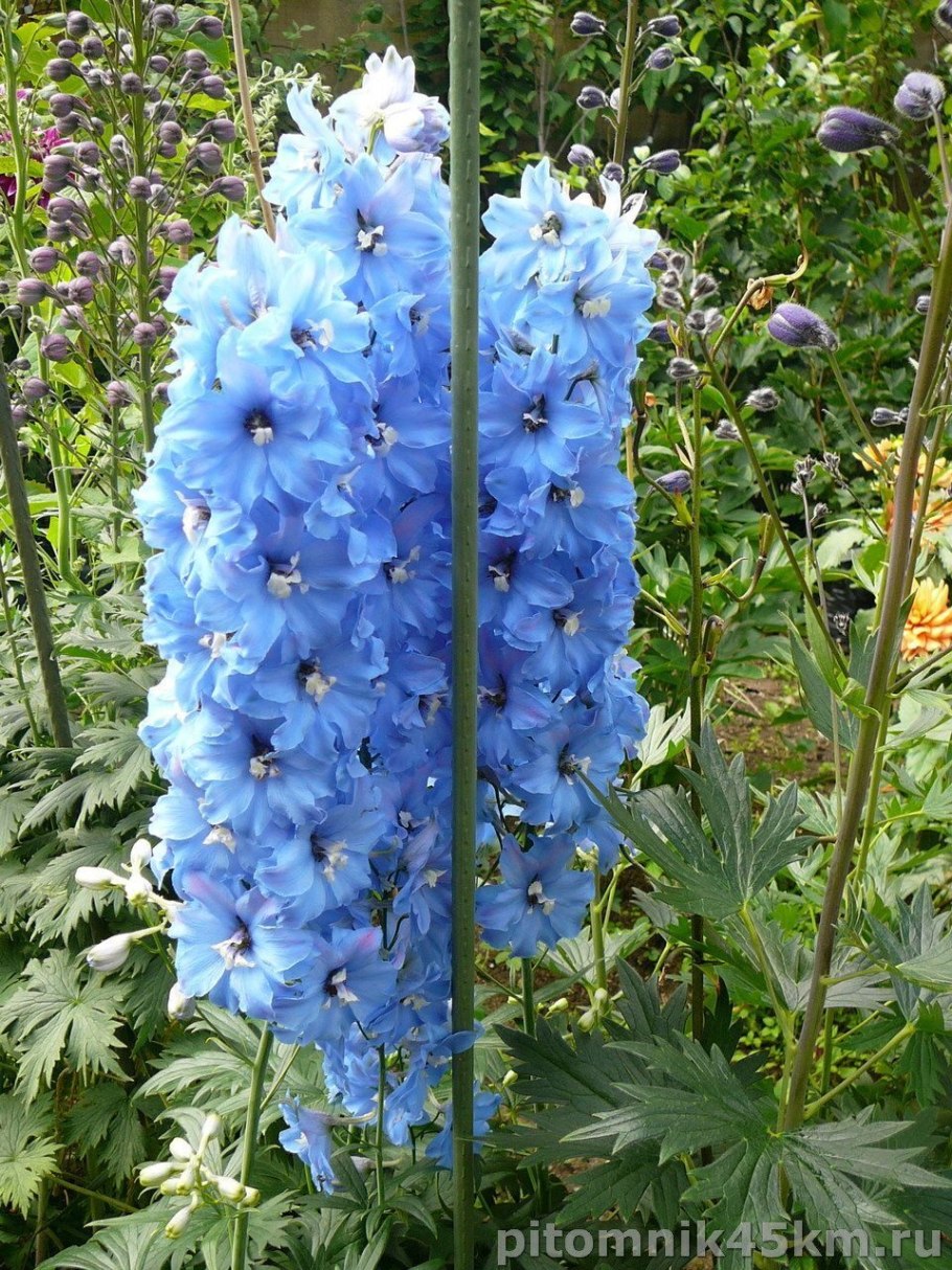 Дельфиниум Блю Баттерфляй