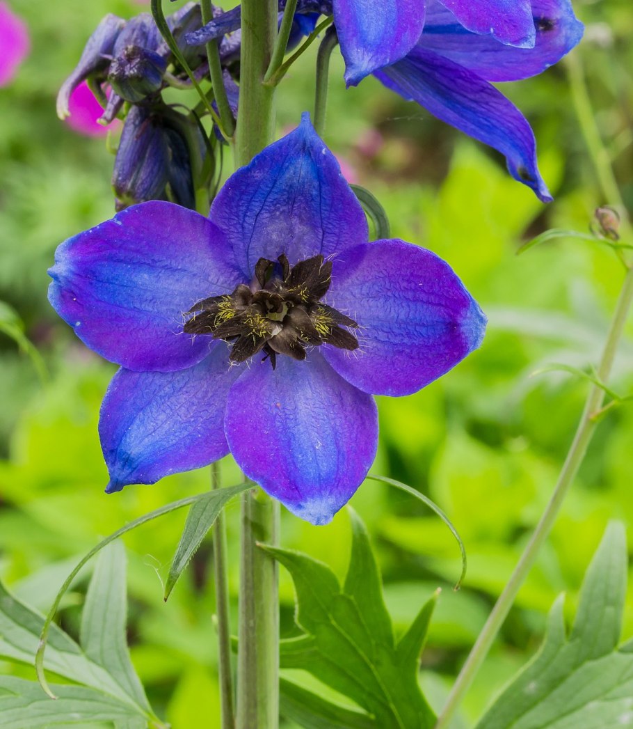 Дельфиниум Королевский синий