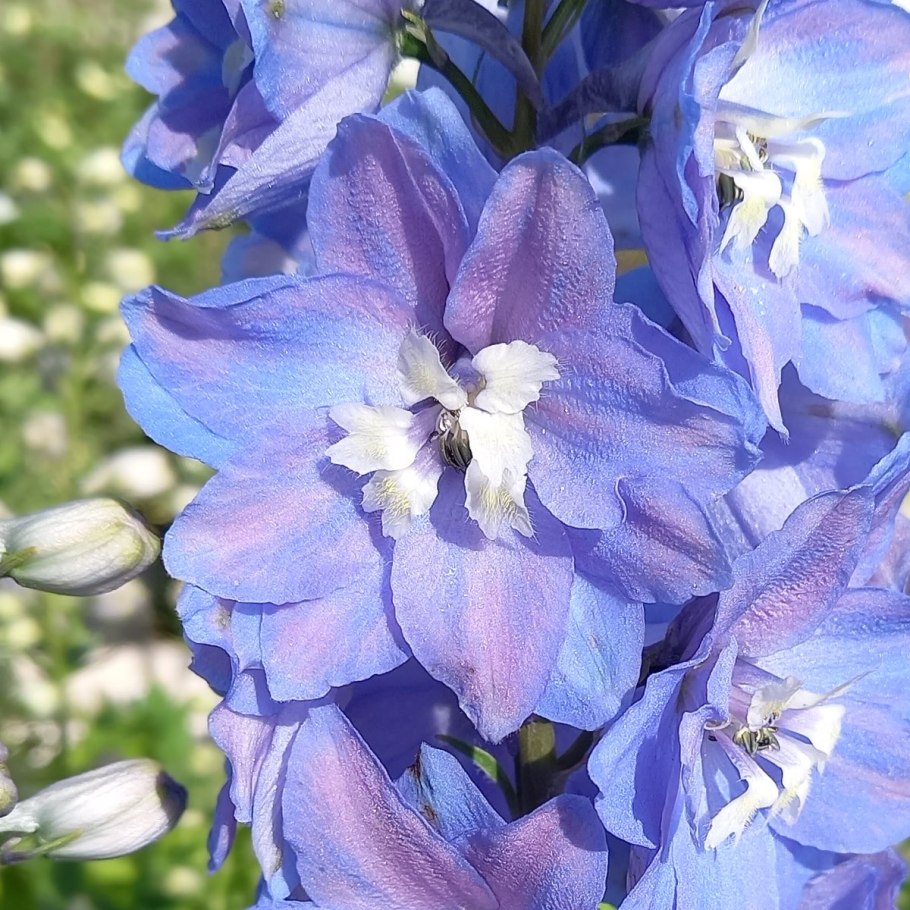 Дельфиниум Баттерфляй микс