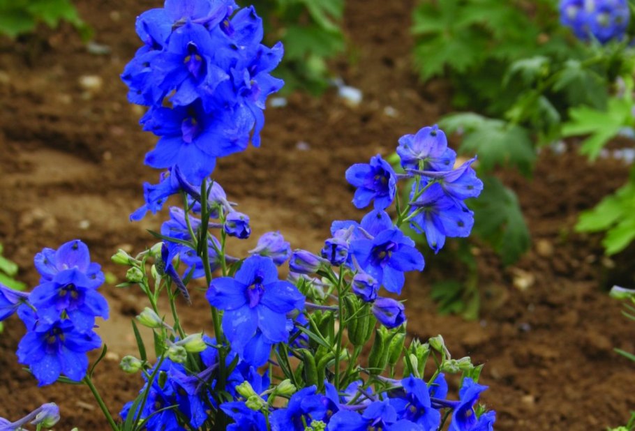 Дельфиниум Бруно